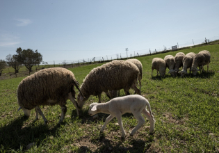 Κτηνοτρόφοι: Ποια χρέη μπαίνουν στον «πάγο» – Τι πρέπει να γνωρίζουν