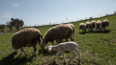 Ευλογιά: Στα όριά της η κτηνοτροφία – Έχουν θανατωθεί σχεδόν μισό εκατομμύριο πρόβατα