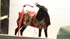 Η έκθεση All Eyes on Palestine στην Αθήνα – Η σύγχρονη τέχνη ως εργαλείο αντίστασης