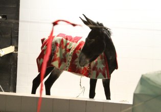 Η έκθεση All Eyes on Palestine στην Αθήνα – Η σύγχρονη τέχνη ως εργαλείο αντίστασης