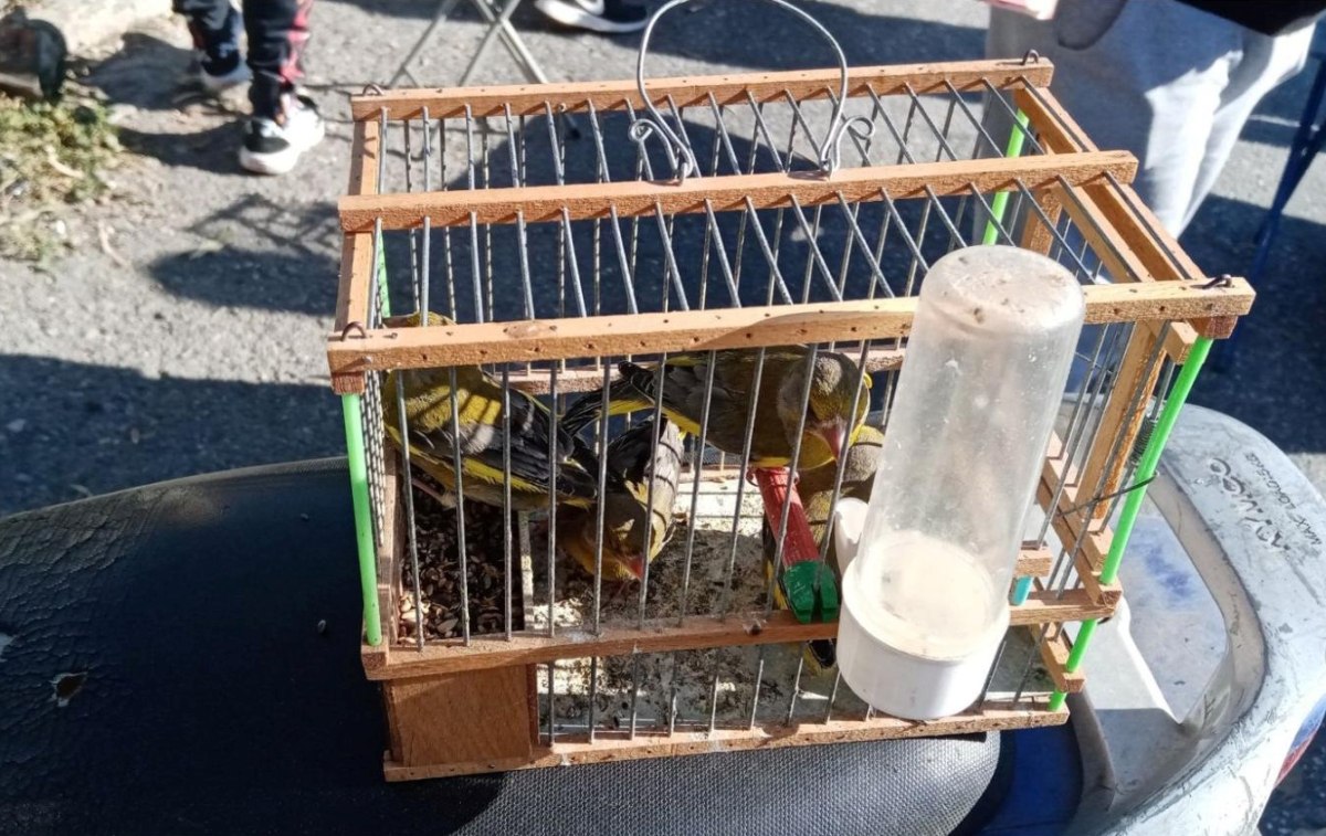 Έρευνα WWF: Στη μαύρη αγορά η άγρια πανίδα και χλωρίδα της Ελλάδας