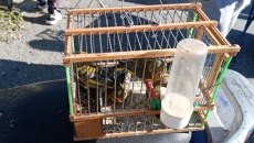 Έρευνα WWF: Στη μαύρη αγορά η άγρια πανίδα και χλωρίδα της Ελλάδας