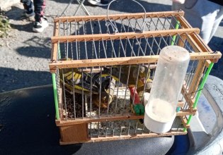 Έρευνα WWF: Στη μαύρη αγορά η άγρια πανίδα και χλωρίδα της Ελλάδας