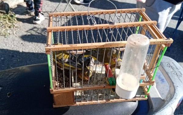 Έρευνα WWF: Στη μαύρη αγορά η άγρια πανίδα και χλωρίδα της Ελλάδας