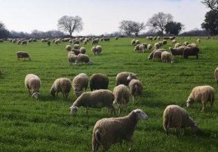 ΠΑΣΟΚ: Το σκάνδαλο του ΟΠΕΚΕΠΕ δεν έχει τέλος για τη ΝΔ – αποτελεί αναπόσπαστο κομμάτι της διακυβέρνησής της