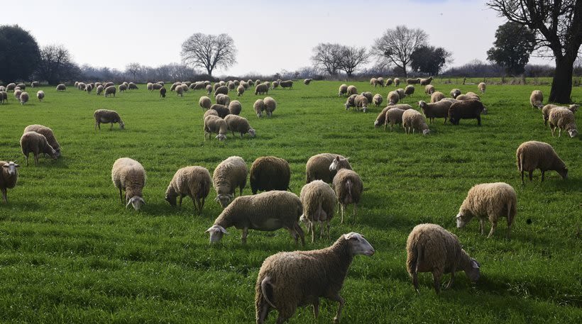 ΠΑΣΟΚ: Το σκάνδαλο του ΟΠΕΚΕΠΕ δεν έχει τέλος για τη ΝΔ – αποτελεί αναπόσπαστο κομμάτι της διακυβέρνησής της