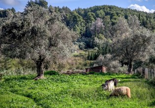 Πάνω από 430.000 χιλιάδες θανατώσεις αιγοπροβάτων λόγω ευλογιάς – Στα 80 τα νέα κρούσματα