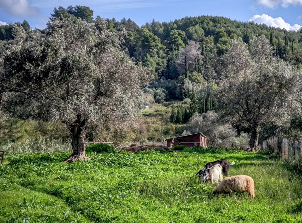 Ευλογιά των αιγοπροβάτων: Επιχειρούσαν να μεταφέρουν πρόβατα στο εξωτερικό – Συνελήφθησαν από την ΕΛ.ΑΣ.