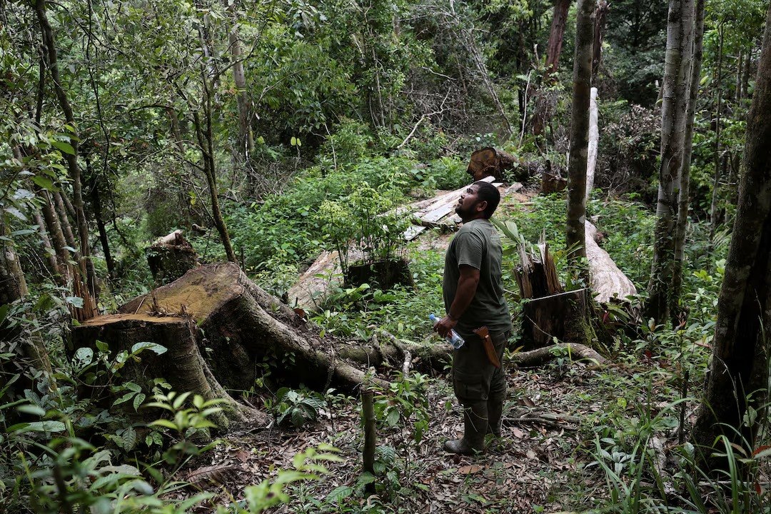 O δασοφύλακας Αμράν Σιαγκιάν μάταια αναζητά τους ουραγκοτάγκους στην περιοχή από όπου πέρασαν οι υλοτόμοι (Reuters)