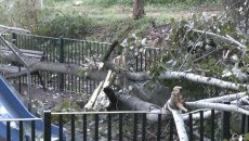 Χαϊδάρι: Τεράστιο δέντρο ξεριζώθηκε και έπεσε μέσα σε παιδική χαρά