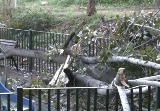Χαϊδάρι: Τεράστιο δέντρο ξεριζώθηκε και έπεσε μέσα σε παιδική χαρά