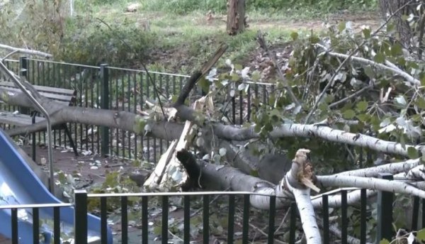 Χαϊδάρι: Τεράστιο δέντρο ξεριζώθηκε και έπεσε μέσα σε παιδική χαρά