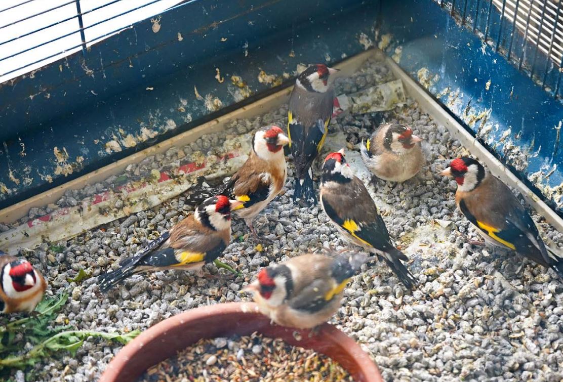 Καρδερίνες που κατασχέθηκαν από το παζάρι στο Σχιστό στις 10 Μαρτίου 2024 και φιλοξενήθηκαν στην ΑΝΙΜΑ (© Θοδωρής Χονδρόγιαννος / WWF Ελλάς)