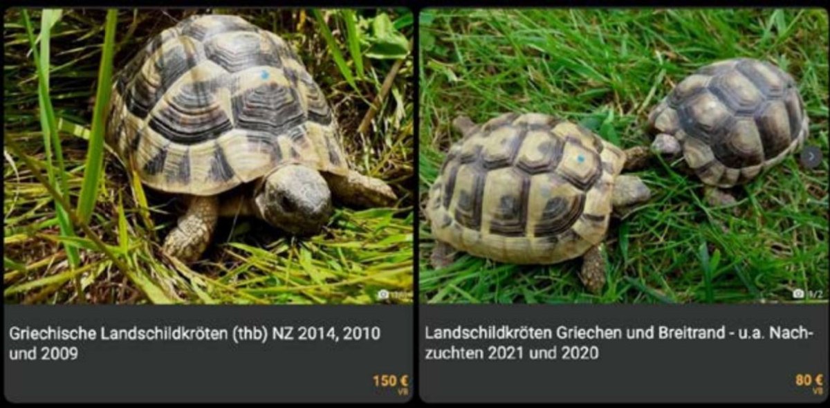 Ελληνικές χελώνες διαφημίζονται σε γερμανικές αγγελίες (WWF Ελλάς)