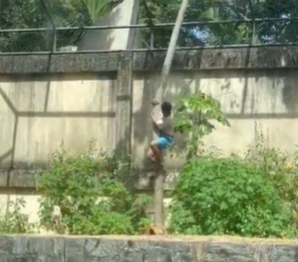 Βραζιλία: 19χρονος μπήκε σε κλουβί με λιοντάρια και τον κατασπάραξαν – Προσοχή σκληρές εικόνες