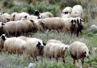 Κρήτη: Αυτοκίνητο συγκρούστηκε με κοπάδι προβάτων στον ΒΟΑΚ