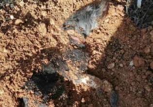 Θεσσαλονίκη: Ελεύθερος με όρους ο 90χρονος που έθαψε ζωντανό σκυλί