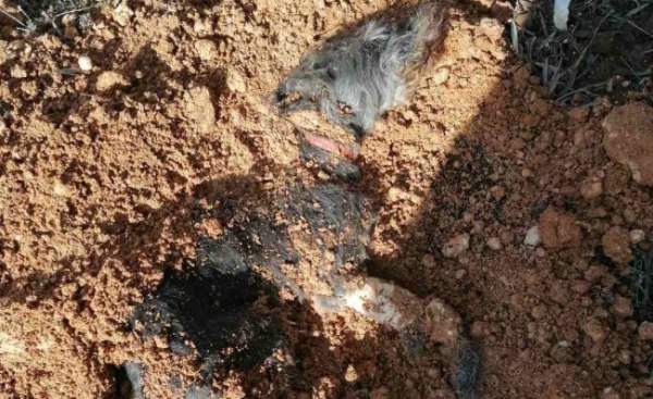 Θεσσαλονίκη: Ελεύθερος με όρους ο 90χρονος που έθαψε ζωντανό σκυλί