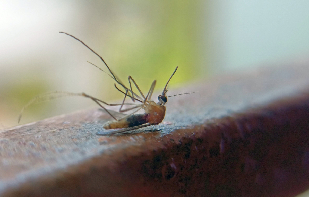 Προβοσκίδες νεκρών κουνουπιών έγιναν ακροφύσια για «τρισδιάστατη νεκροεκτύπωση»