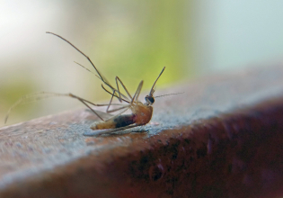 Σε τι χρησιμεύει ένα νεκρό κουνούπι; Στην «τρισδιάστατη νεκροεκτύπωση» φυσικά