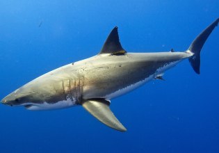 Οι λευκοί καρχαρίες της Μεσογείου κολυμπούν προς την εξαφάνιση