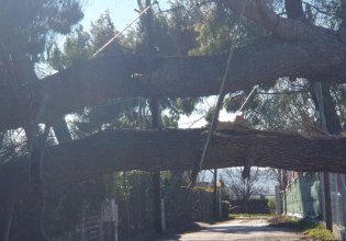 Καταστροφές σε δέντρα και κολώνες ρεύματος στο Δήμο Θέρμης από τους θυελλώδεις ανέμους