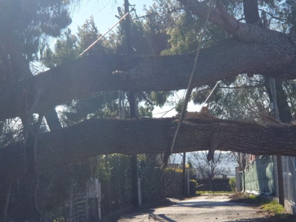Καταστροφές σε δέντρα και κολώνες ρεύματος στο Δήμο Θέρμης από τους θυελλώδεις ανέμους