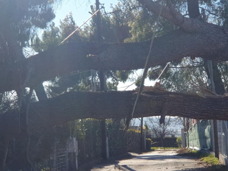 Καταστροφές σε δέντρα και κολώνες ρεύματος στο Δήμο Θέρμης από τους θυελλώδεις ανέμους