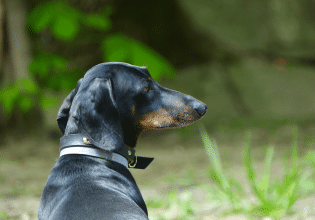 Ο σκύλος σάς γυρνάει την πλάτη του – Τι δηλώνει αυτή η συμπεριφορά