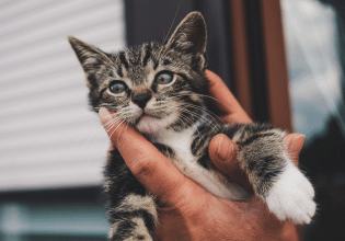 Βρήκατε ένα αδέσποτο γατάκι, το πήρατε σπίτι και φοβάται πολύ. Μήπως σας προβληματίζει;