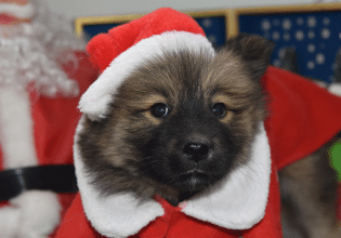 Τα εδέσματα των Χριστουγέννων βλάπτουν την υγεία του σκύλου σας