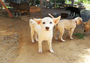 Δίνουμε «ανάσα ζωής» στους εθελοντές που διασώζουν αδεσποτάκια