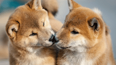 Οι σκύλοι δεν ξεχνούν ποτέ τα αδέλφια τους – Είναι αλήθεια;