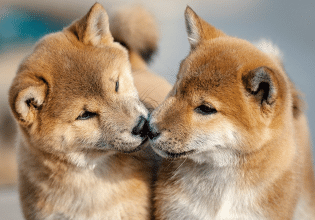 Οι σκύλοι δεν ξεχνούν ποτέ τα αδέλφια τους – Είναι αλήθεια;