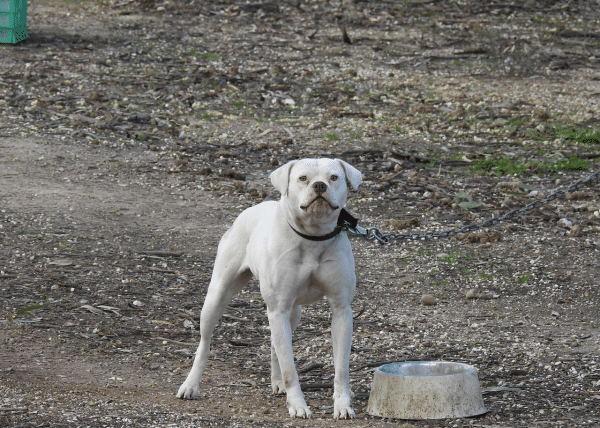 Σκύλος που μένει μόνιμα δεμένος: Τι στερείται, οι επιπτώσεις στη συμπεριφορά του