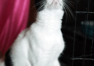 Λόκυ: Η αδεσποτούλα γατούλα που αγαπά όλους τους ανθρώπους περιμένει τον άνθρωπό της