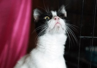 Λόκυ: Η αδεσποτούλα γατούλα που αγαπά όλους τους ανθρώπους περιμένει τον άνθρωπό της