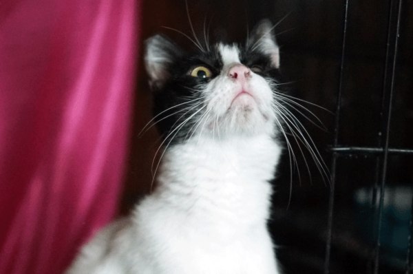 Λόκυ: Η αδεσποτούλα γατούλα που αγαπά όλους τους ανθρώπους περιμένει τον άνθρωπό της