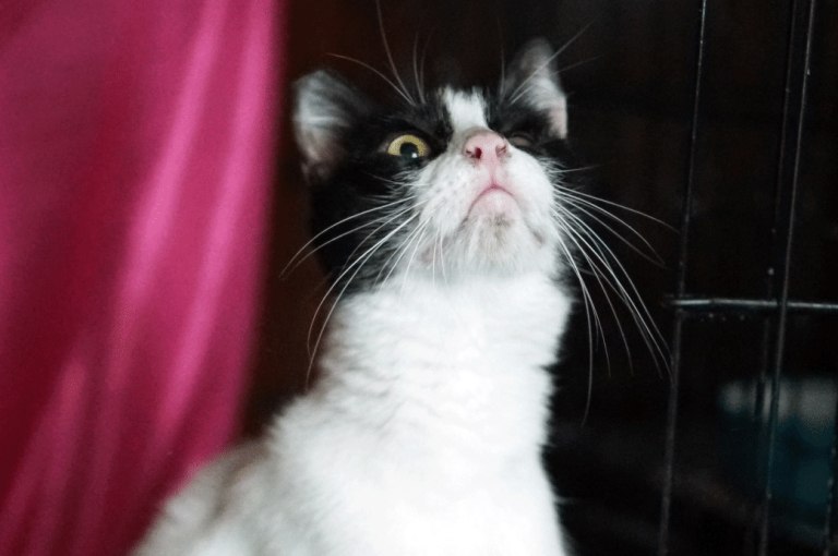 Λόκυ: Η αδεσποτούλα γατούλα που αγαπά όλους τους ανθρώπους περιμένει τον άνθρωπό της