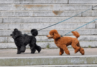 Εμείς, οι σκύλοι μας και η βόλτα τους – Την απολαμβάνουν εξίσου και οι δύο;