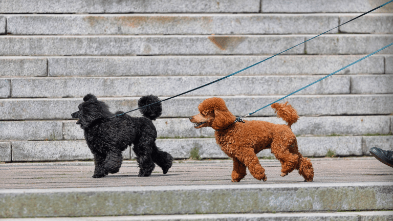 Εμείς, οι σκύλοι μας και η βόλτα τους – Την απολαμβάνουν εξίσου και οι δύο;