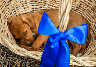 Μπορεί ένας σκύλος να είναι το καλύτερο χριστουγεννιάτικο δώρο; –  Είναι λάθος κίνηση