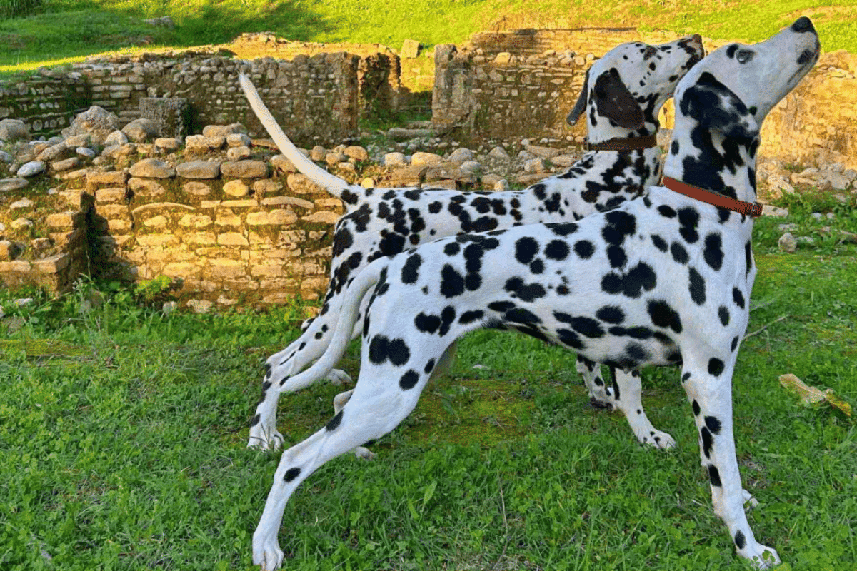 Ο σκύλος της φυλής Δαλματίας: Αθλητικός, ευγενικός και πανέξυπνος