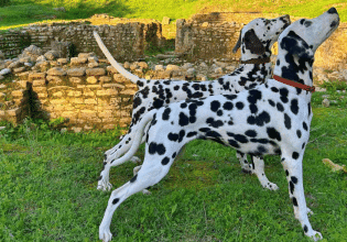 Ο σκύλος της φυλής Δαλματίας: Αθλητικός, ευγενικός και πανέξυπνος