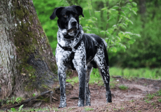 Συνάντηση με έναν ασυνόδευτο ή αδέσποτο σκύλο – Πώς πρέπει να κινηθούμε