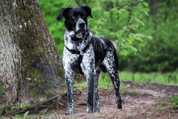 Συνάντηση με έναν ασυνόδευτο ή αδέσποτο σκύλο – Πώς πρέπει να κινηθούμε