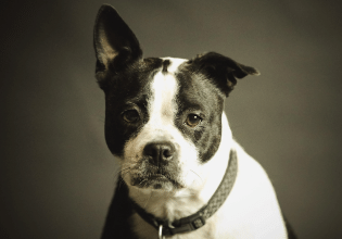 Ο εντερικός – εγκεφαλικός άξονας του σκύλου: Πώς το έντερο επηρεάζει το άγχος, τη συμπεριφορά, την ευζωία του