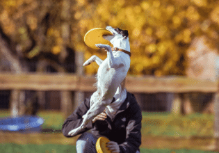 Γιατί και πώς να παίξετε με τον σκύλο σας