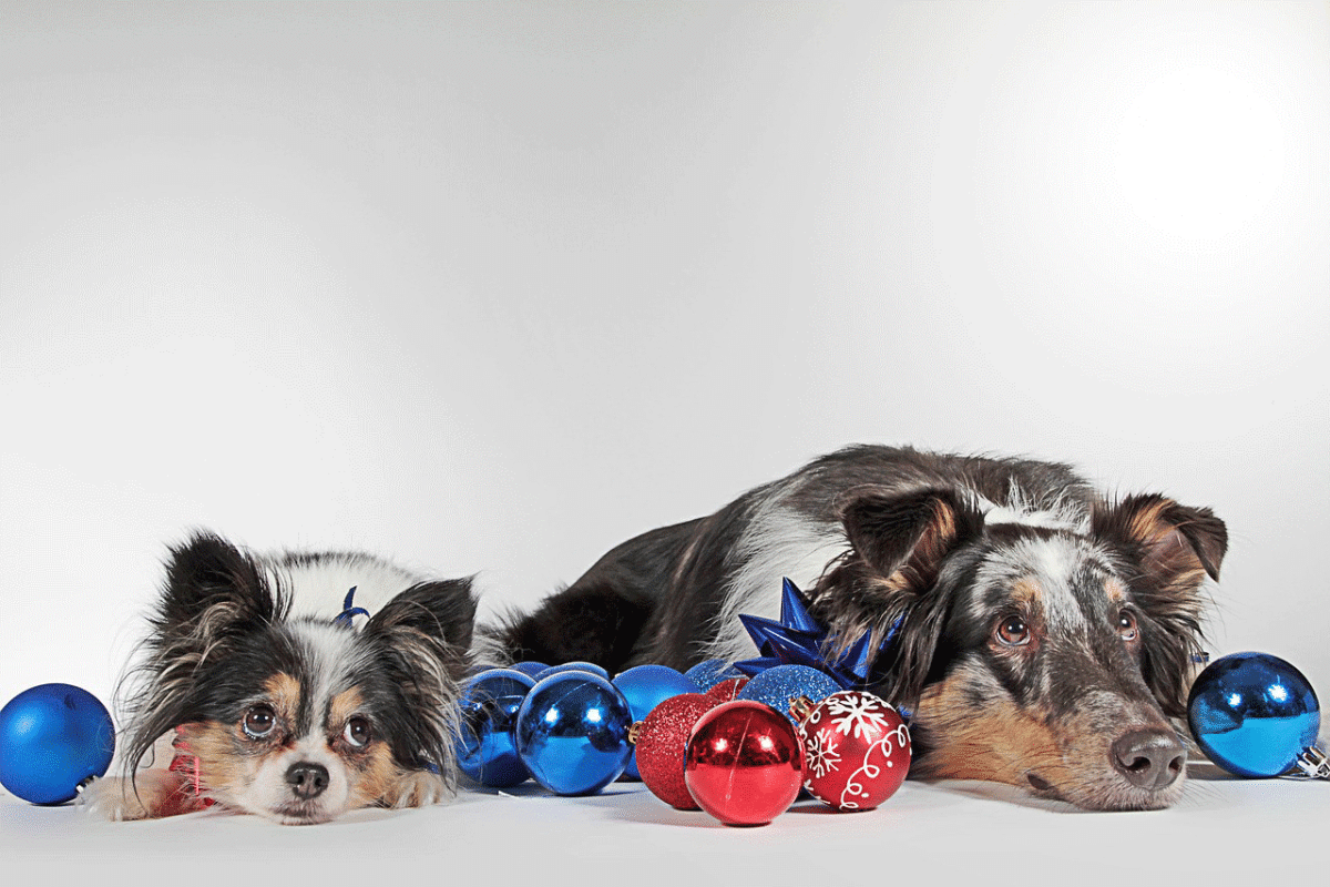 Τα Χριστούγεννα ο σκύλος… αποσυντονίζεται – Ποιος ο λόγος;