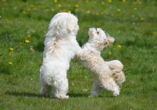 Πότε επεμβαίνουμε όταν παίζουν δύο σκύλοι